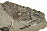 Fossil Lobster (Meyeria) - Cretaceous, Isle of Wight #242182-1